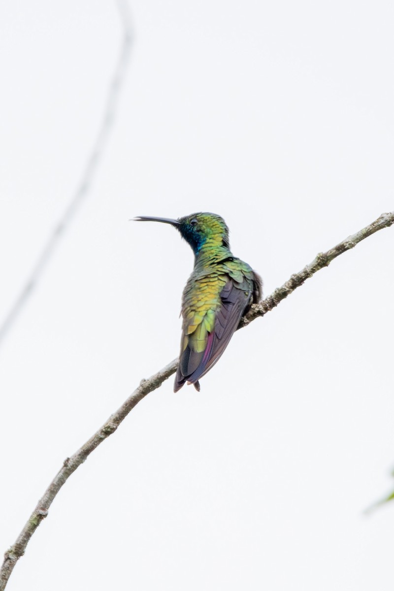 kolibřík tropický - ML608717915
