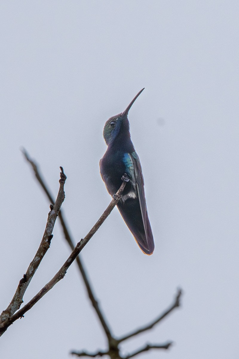 Black-throated Mango - Marney Queiroz