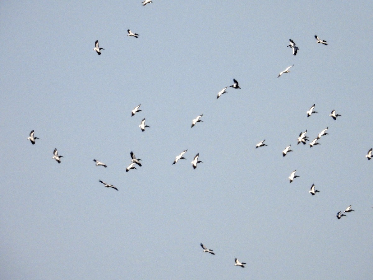 Great White Pelican - Victor Botnaru