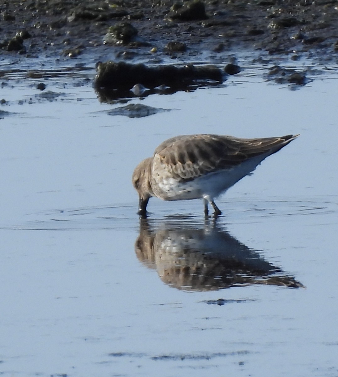 Dunlin - ML608717985