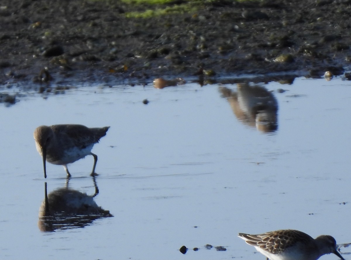 Dunlin - ML608717986