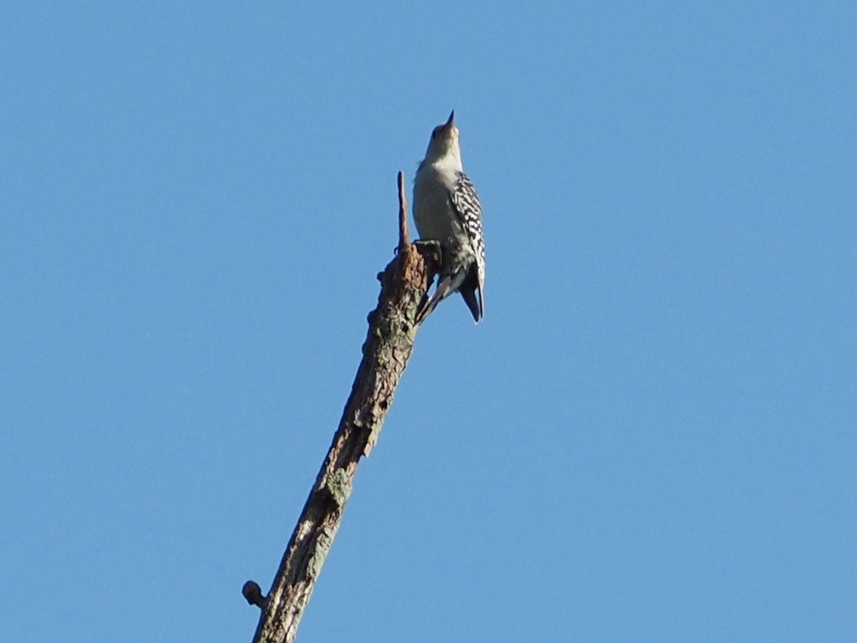 Red-bellied Woodpecker - ML608718116