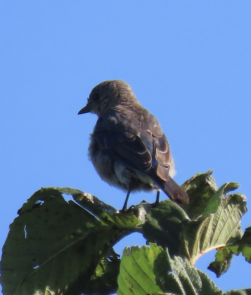 Eastern Bluebird - ML608718120