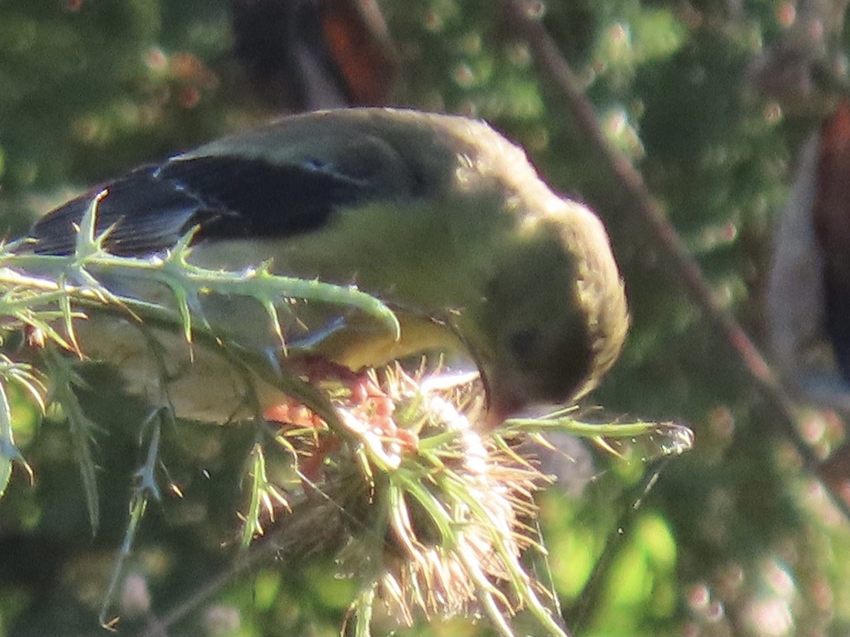 American Goldfinch - ML608718134