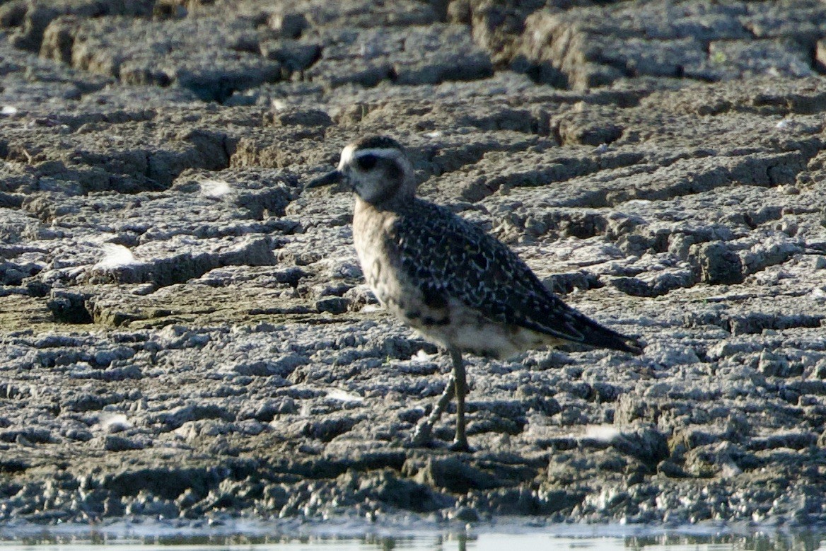 American Golden-Plover - ML608718148