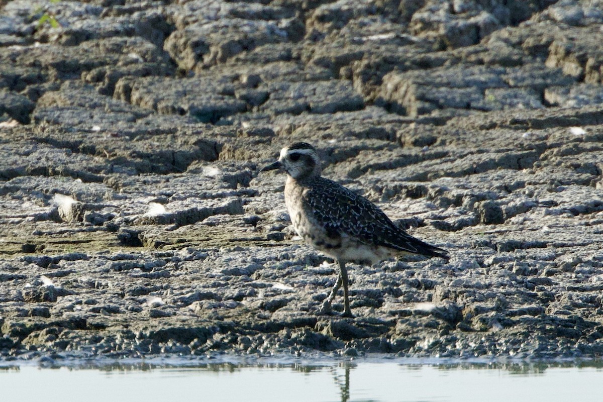 American Golden-Plover - ML608718150