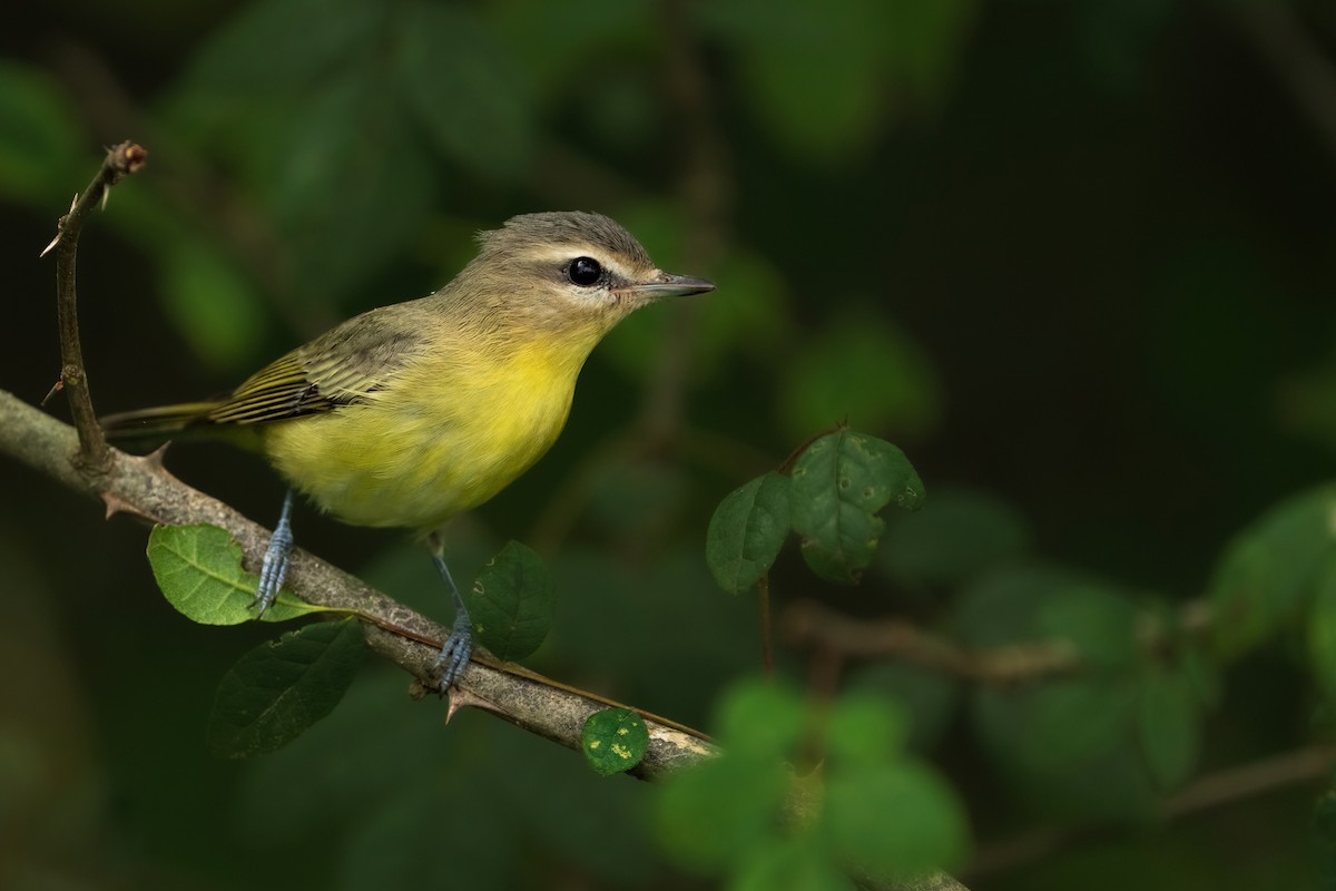 Vireo de Filadelfia - ML608718188