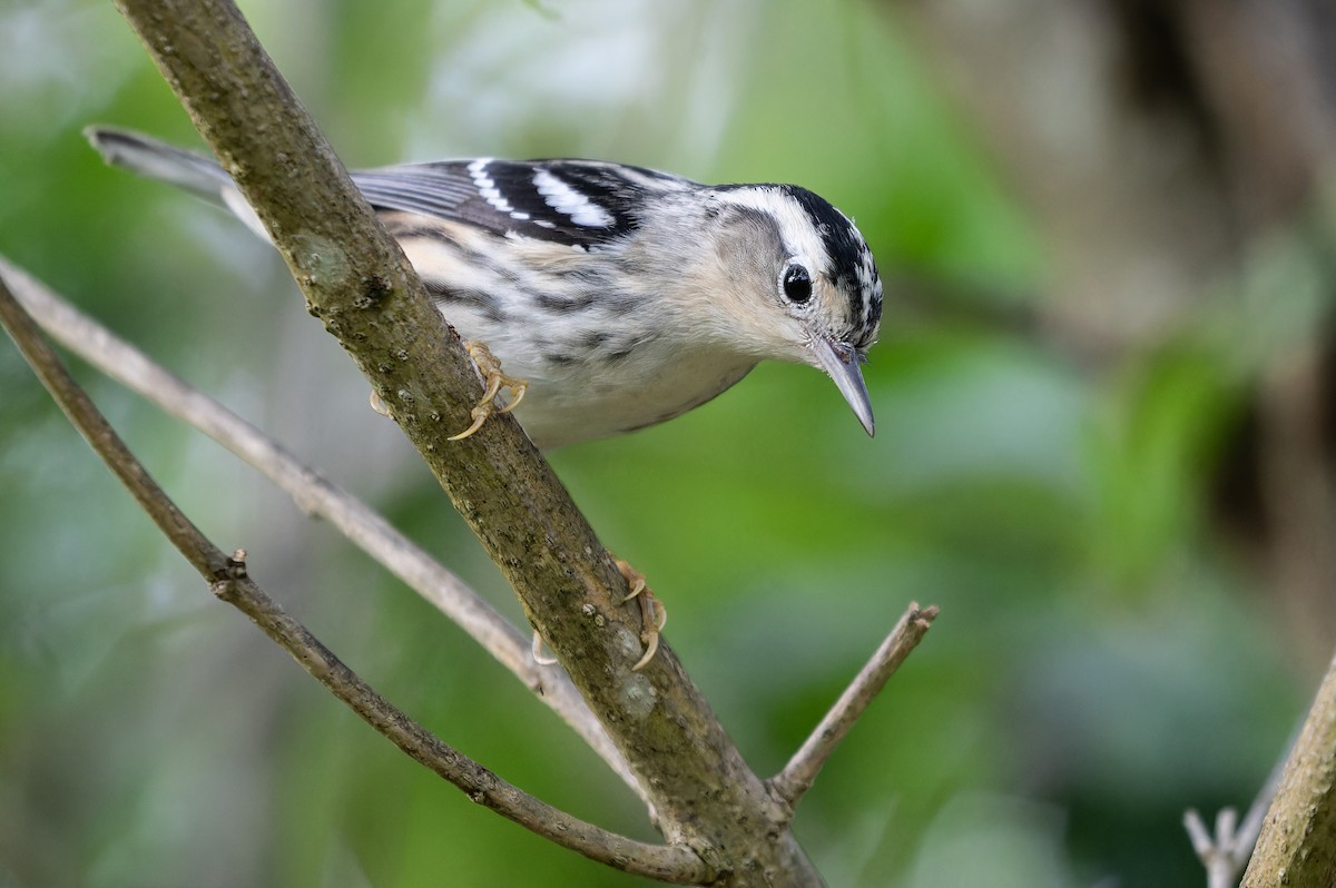 Black-and-white Warbler - ML608718442
