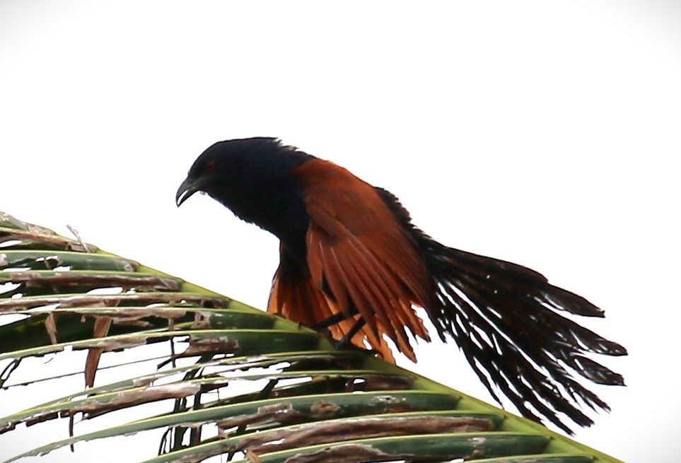 Greater Coucal - ML608718544