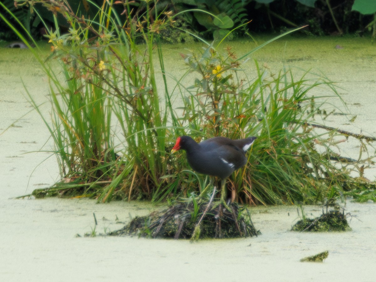 Eurasian Moorhen - ML608718596