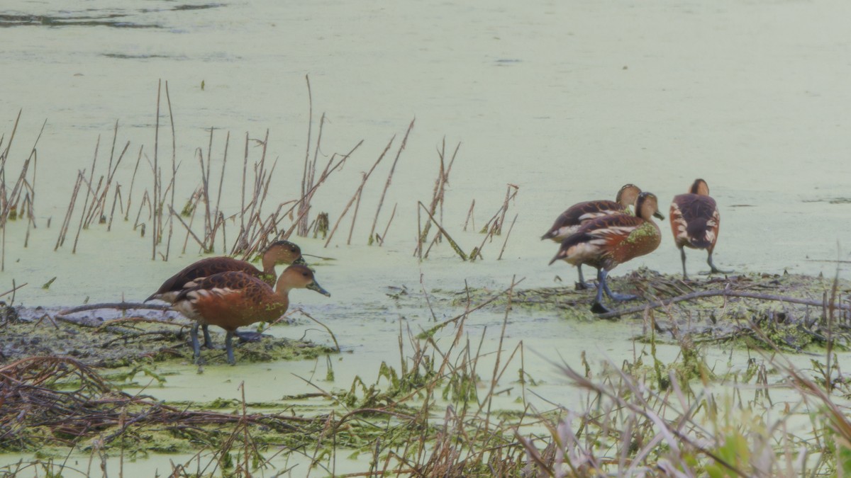 Wandering Whistling-Duck - ML608718627