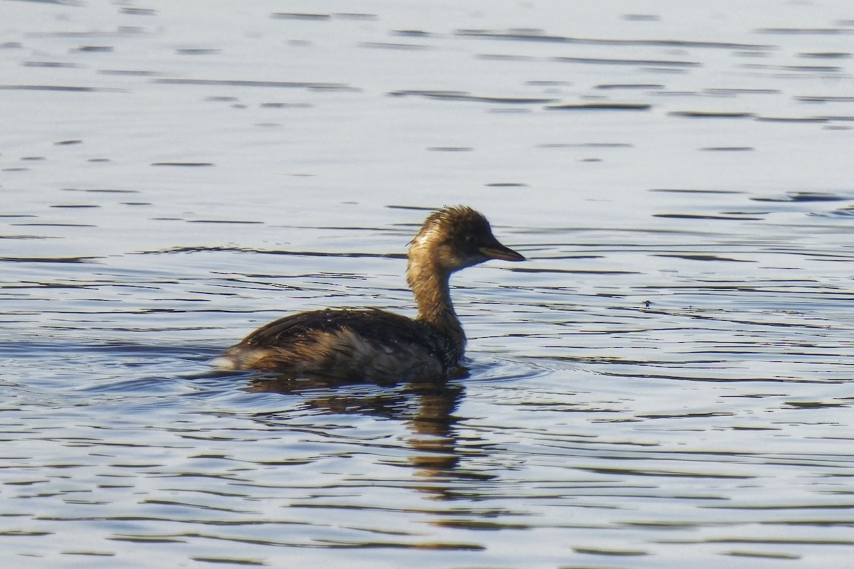 Little Grebe - Holger Teichmann