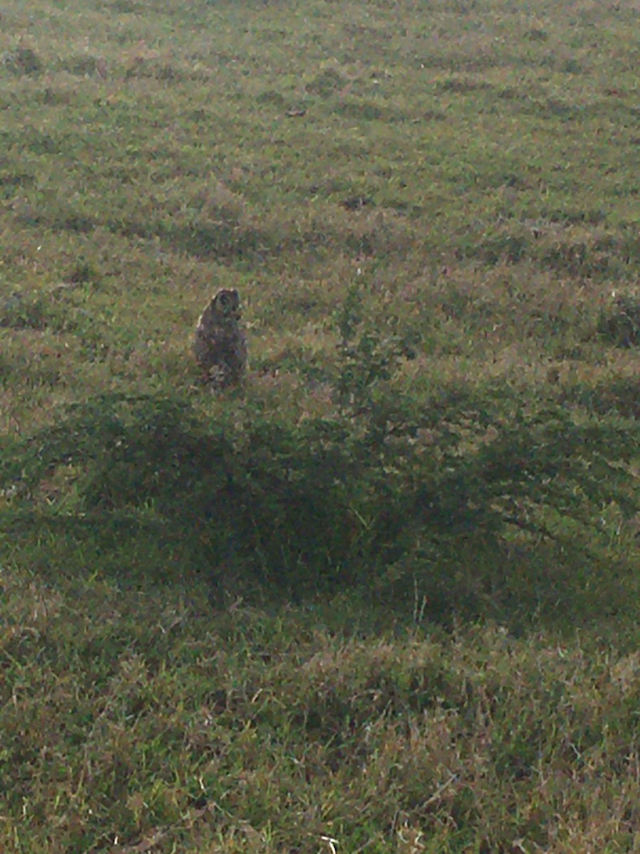 Short-eared Owl - ML608718815