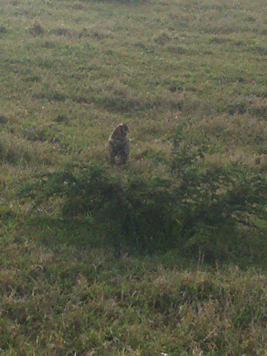 Short-eared Owl - ML608718816