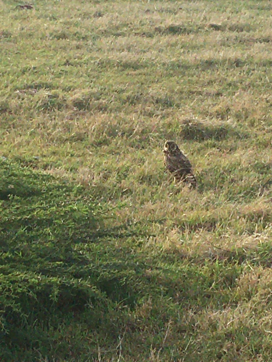 Short-eared Owl - ML608718817