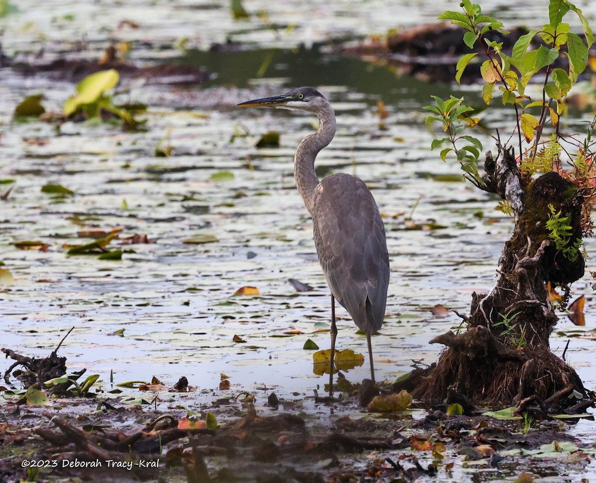 Great Blue Heron - Deborah Kral