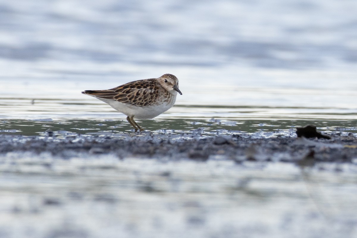 Least Sandpiper - ML608718876