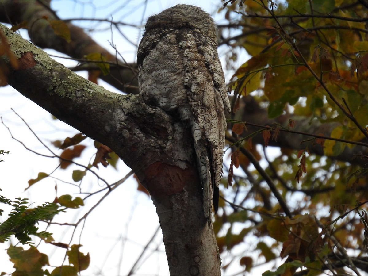 Great Potoo - WILLIAM MACIEL