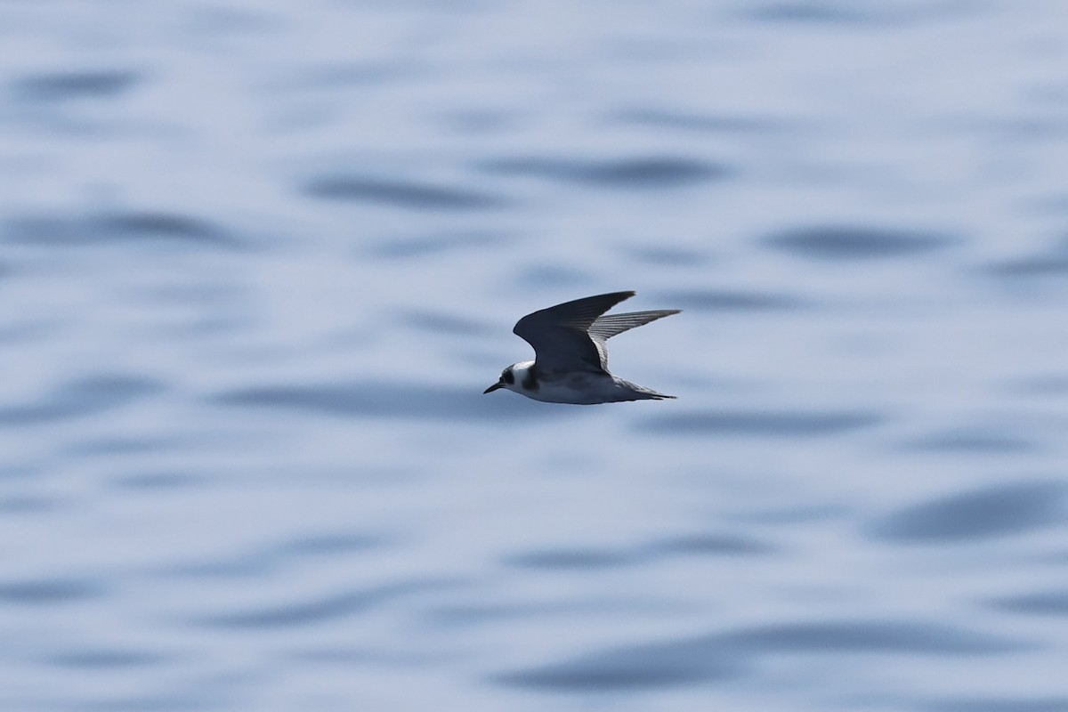 Black Tern - E R