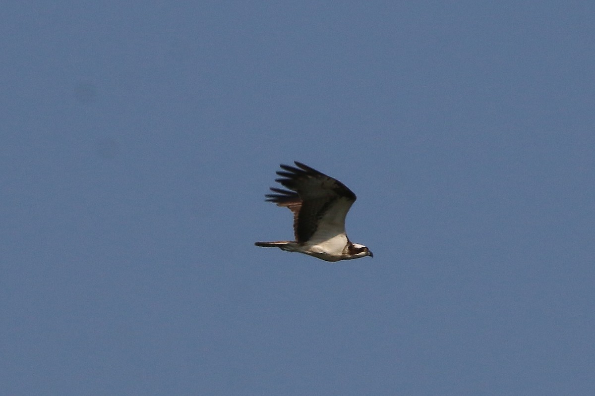 Águila Pescadora - ML608718997