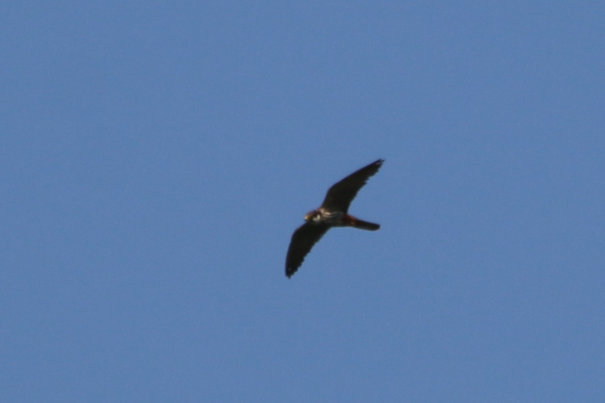 Eurasian Hobby - ML608719010