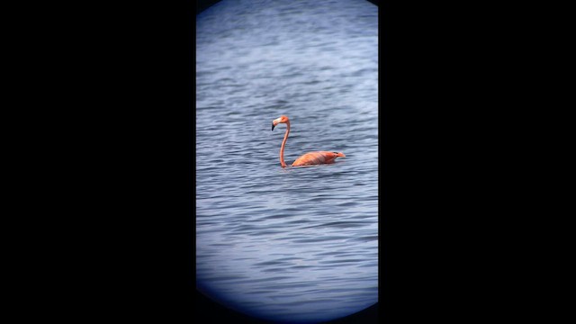 Amerika Flamingosu - ML608719077