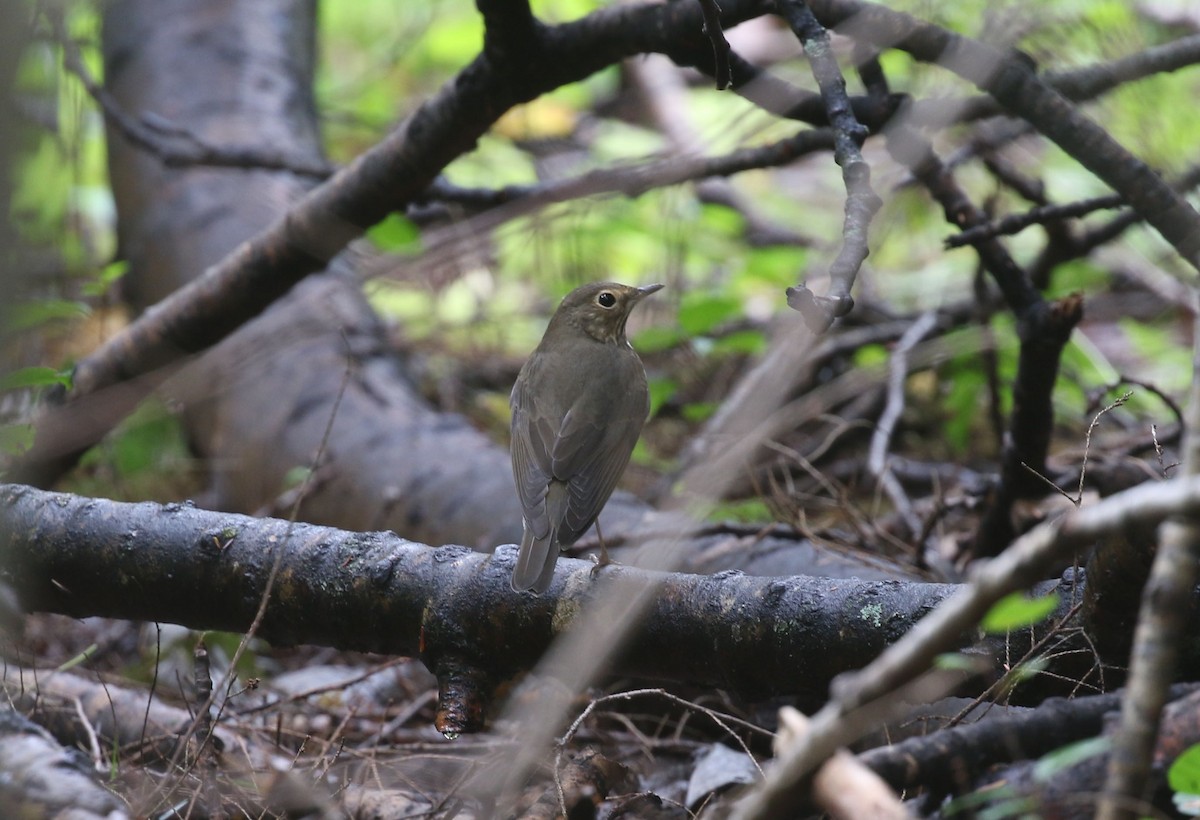 Swainson's Thrush - ML608719093