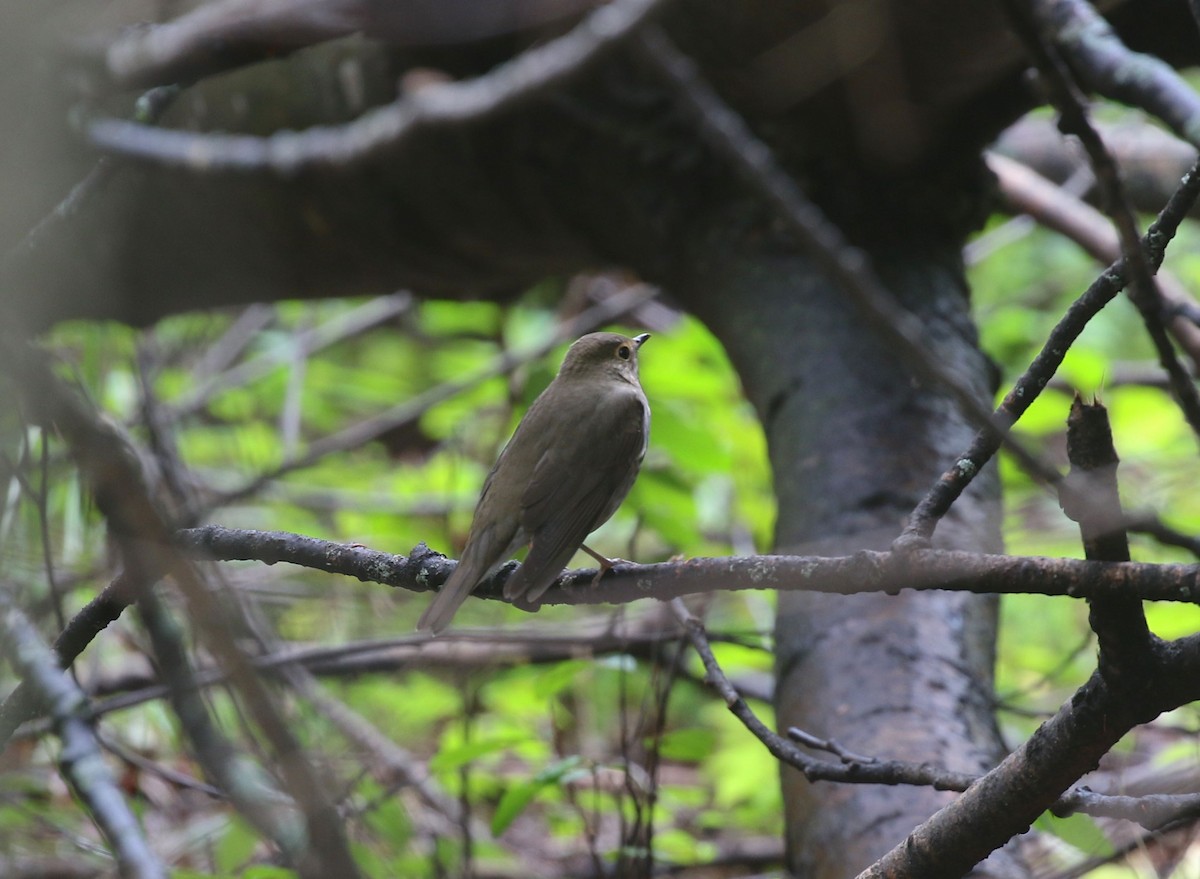 Swainson's Thrush - ML608719094