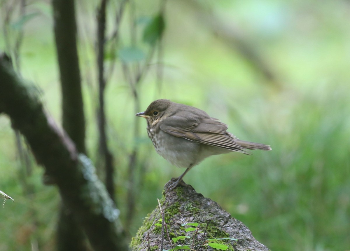 Swainson's Thrush - ML608719095