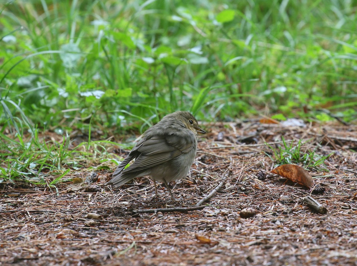 Swainson's Thrush - ML608719096