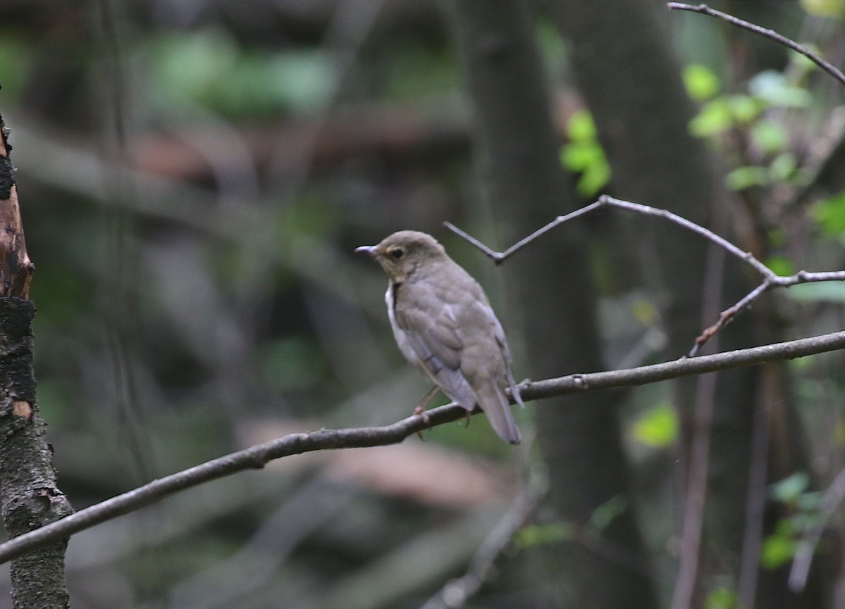 Swainson's Thrush - ML608719097