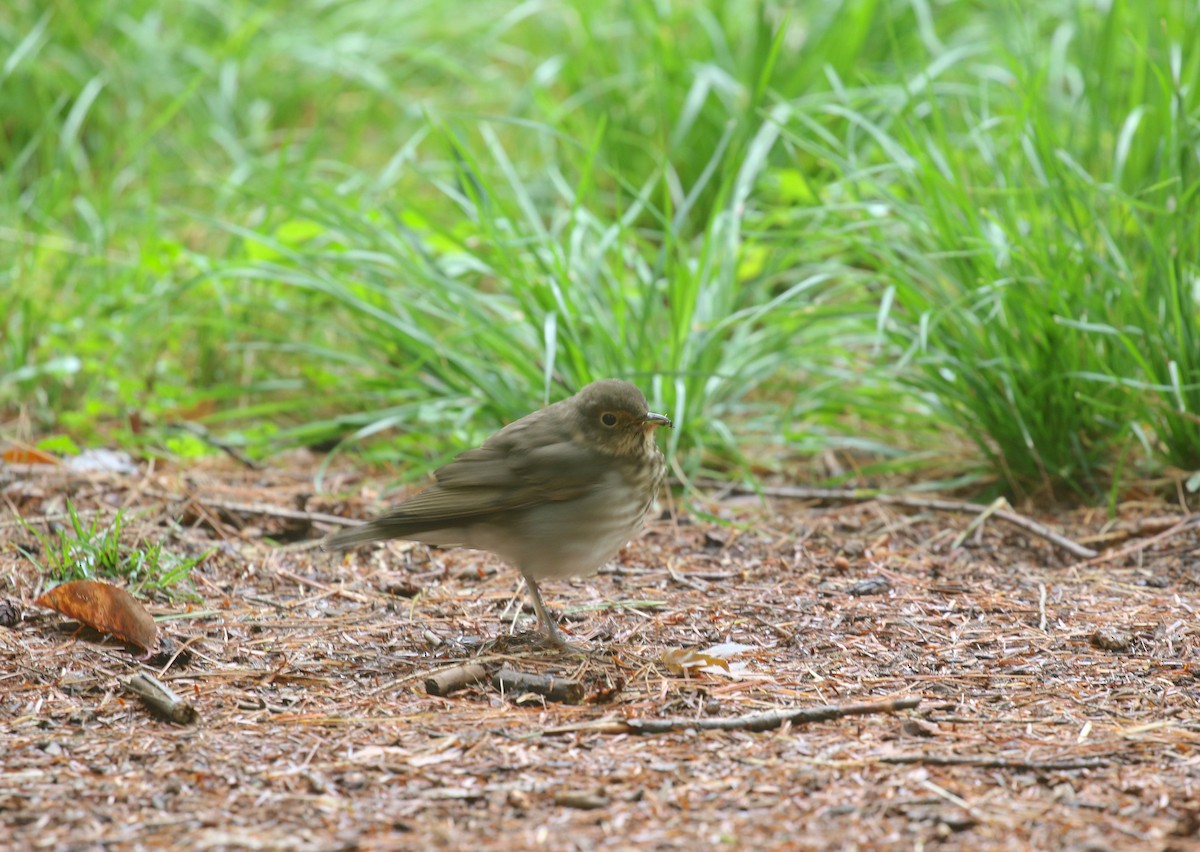 Swainson's Thrush - ML608719098