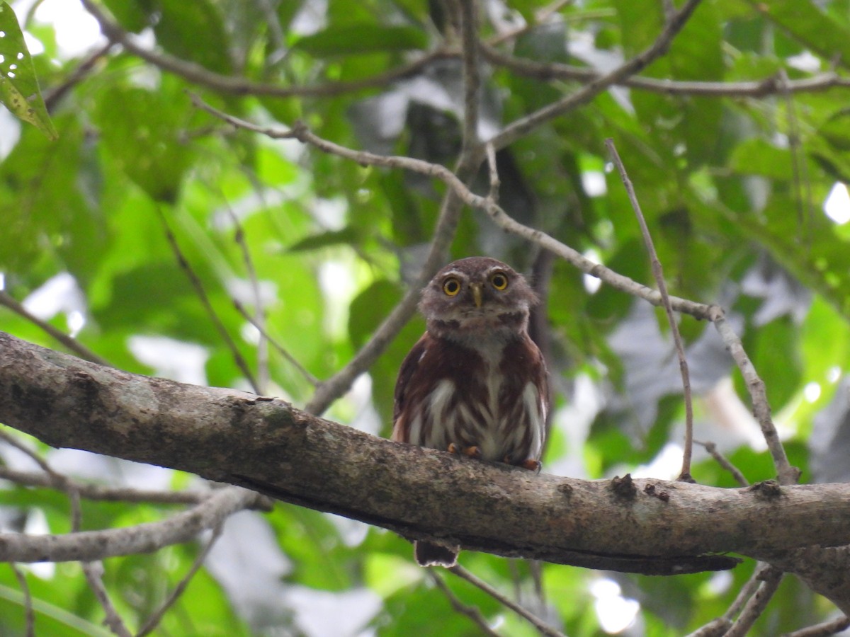 Least Pygmy-Owl - WILLIAM MACIEL