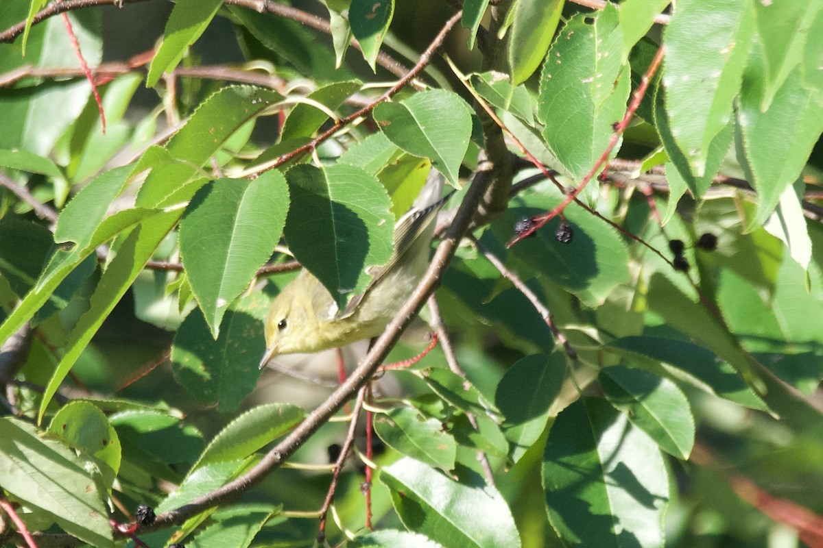 Blackpoll Warbler - ML608719187