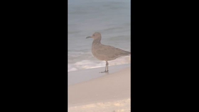 Goéland gris - ML608719339