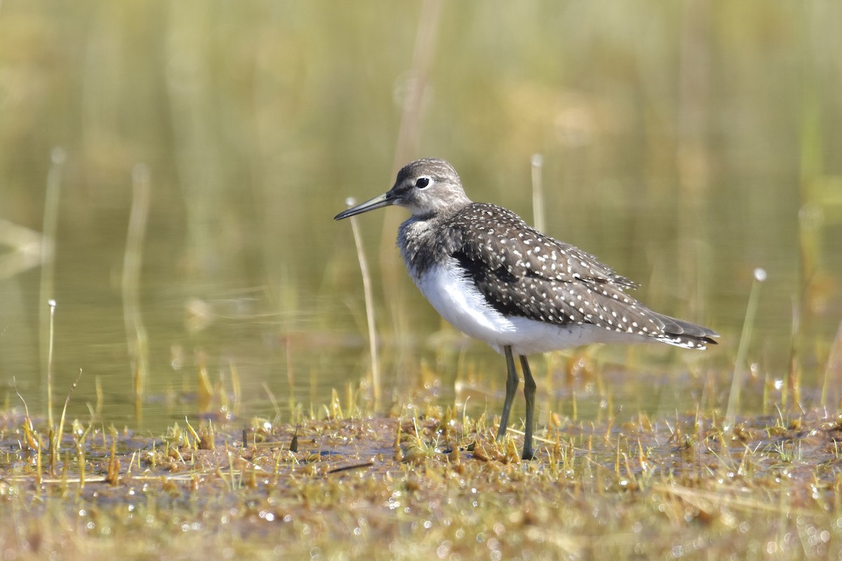 Solitary Sandpiper (solitaria) - ML608719437