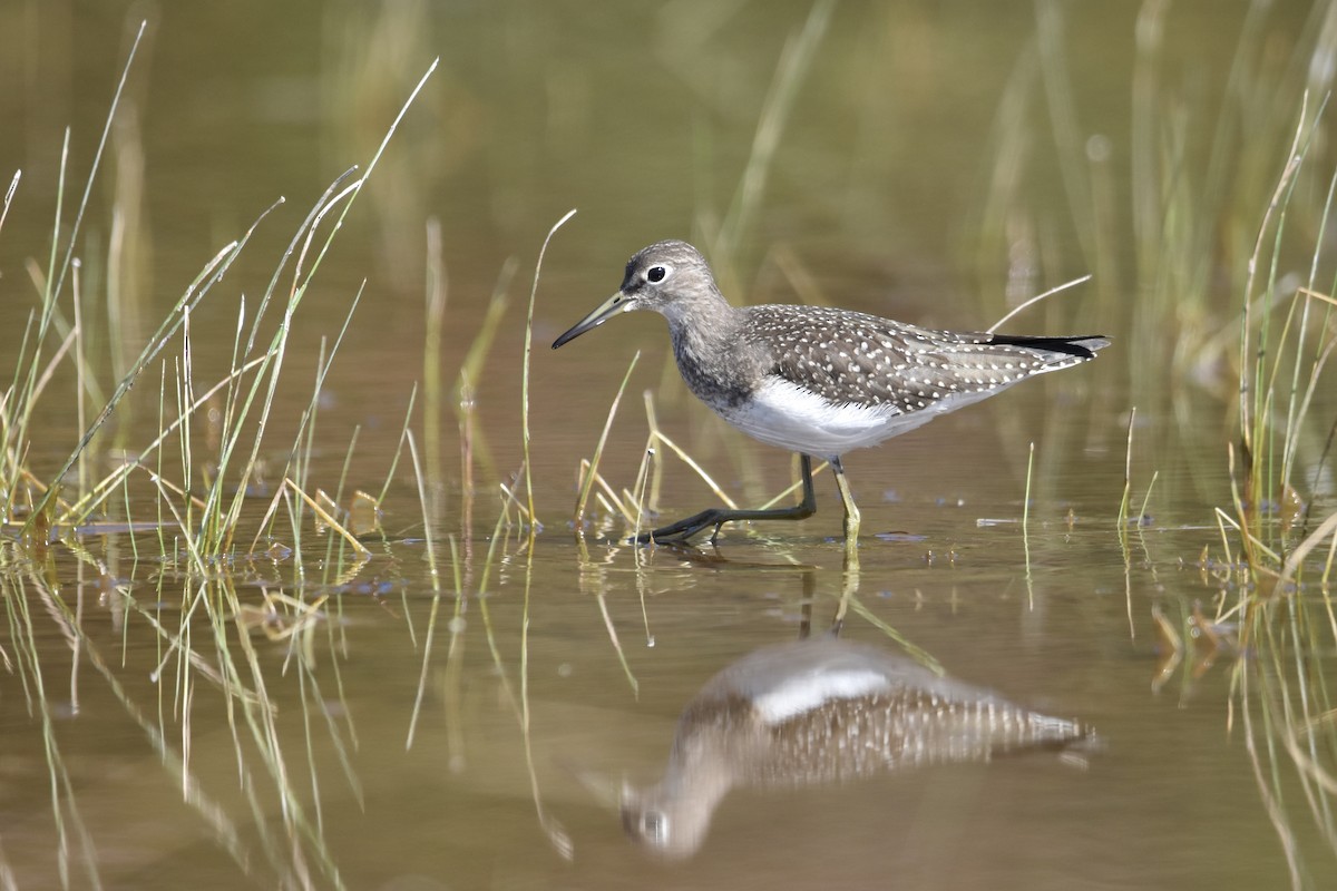 Solitary Sandpiper (solitaria) - ML608719440