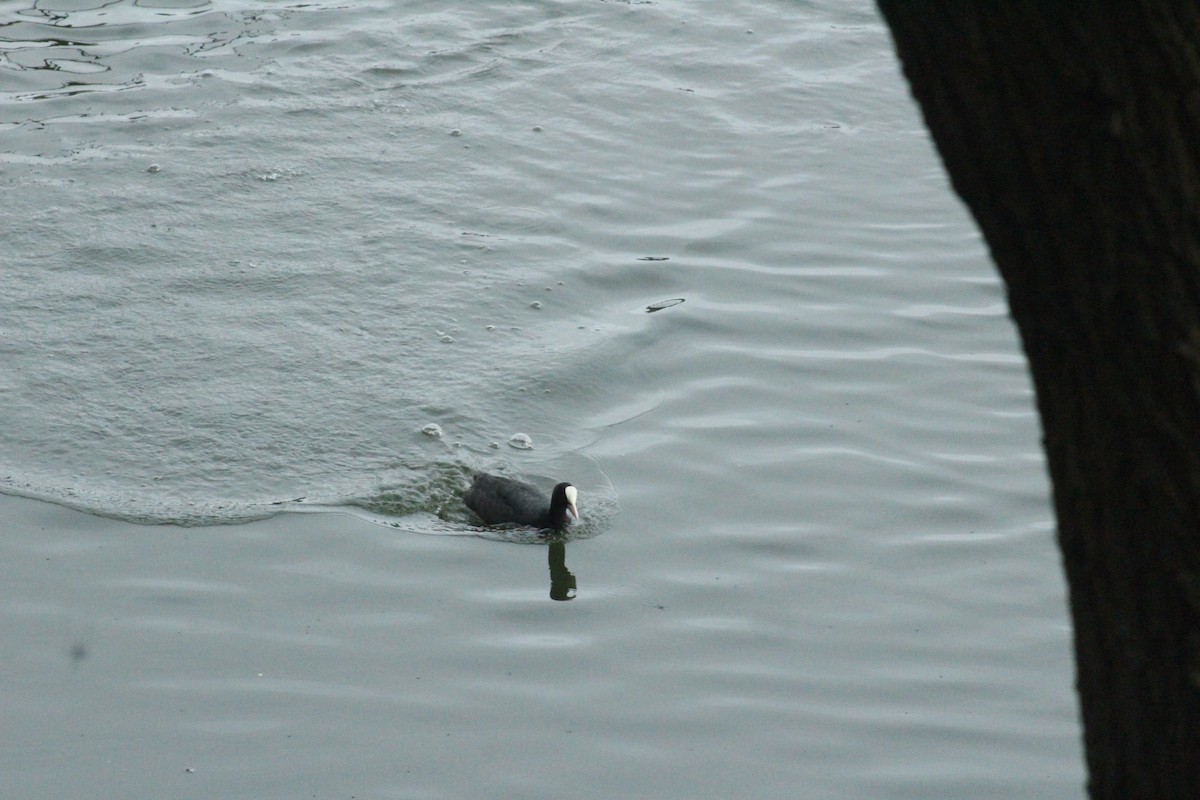 Eurasian Coot - ML608719607