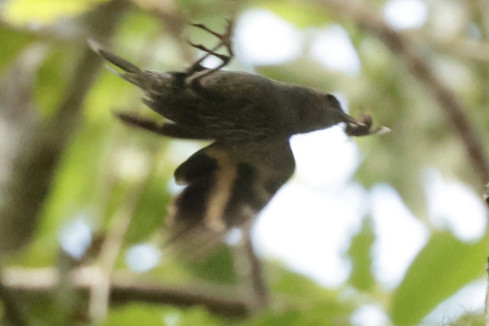 White-throated Treecreeper - ML608719611