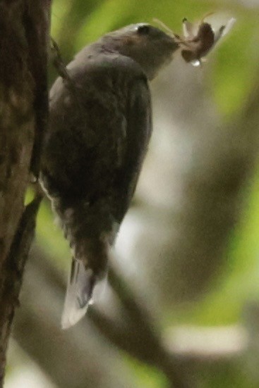 White-throated Treecreeper - ML608719613