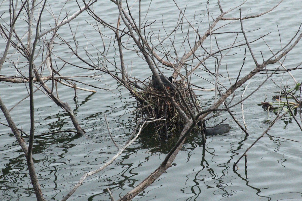 Eurasian Coot - ML608719615