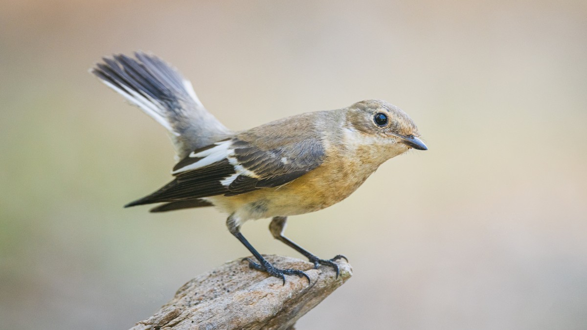 Collared Flycatcher - ML608719624