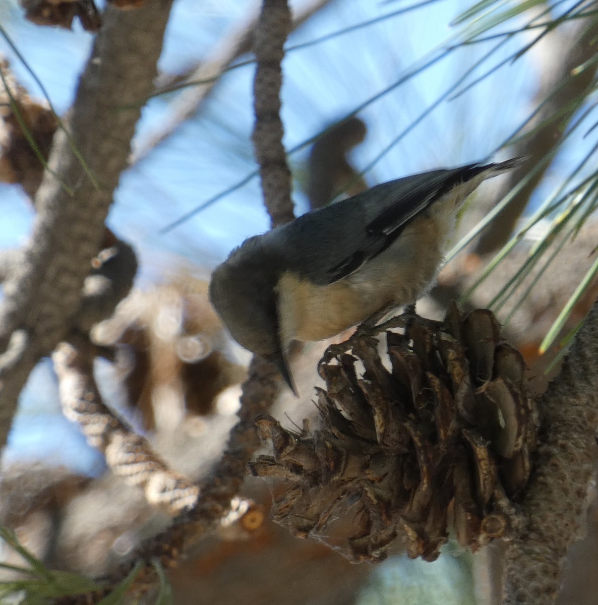 Pygmy Nuthatch - ML608719776