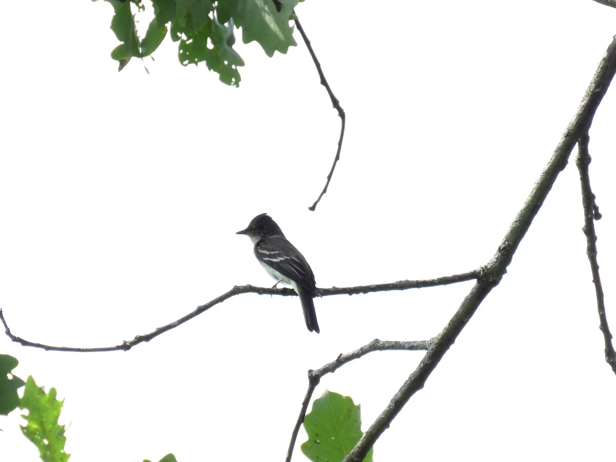 Eastern Wood-Pewee - ML608719815