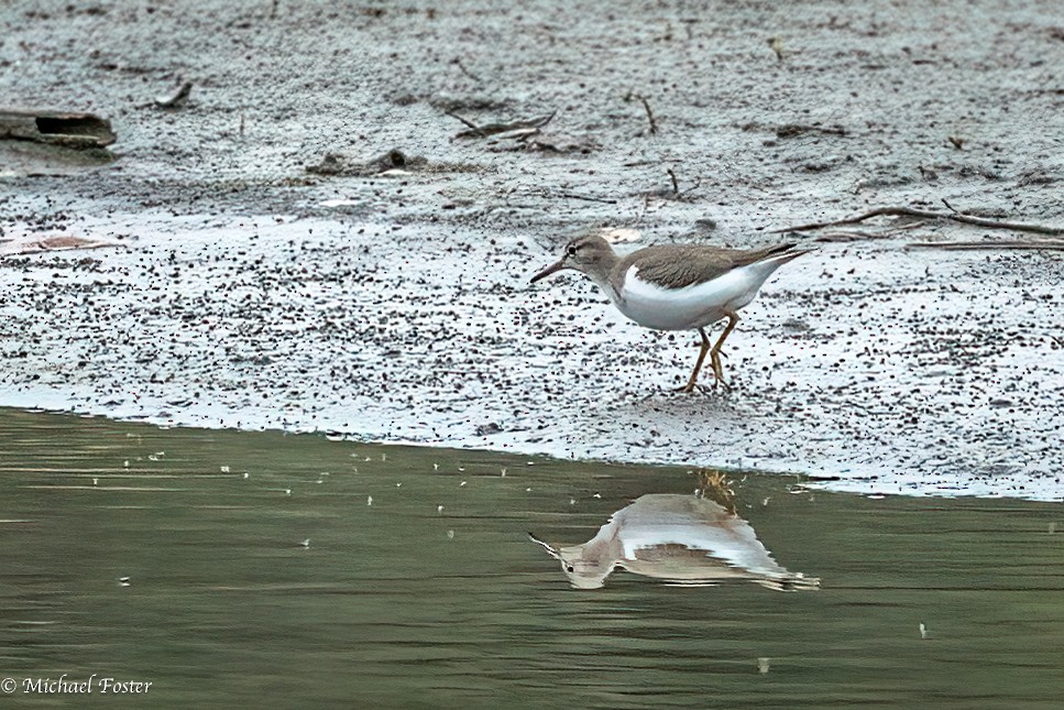 Spotted Sandpiper - ML608719914