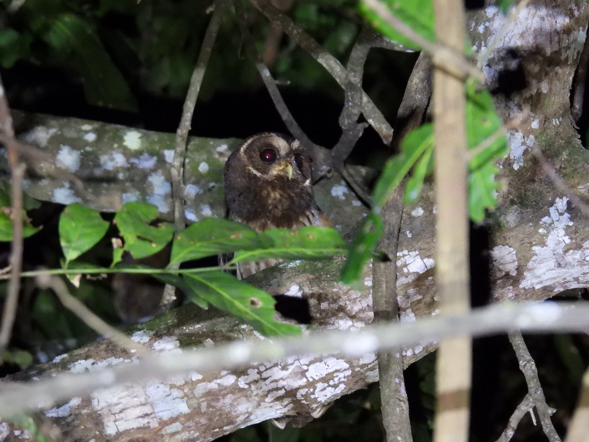 Mottled Owl - WILLIAM MACIEL
