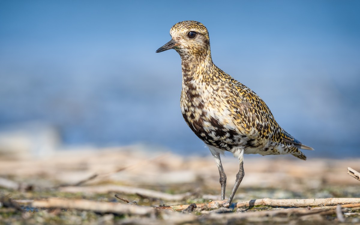 European Golden-Plover - ML608719946