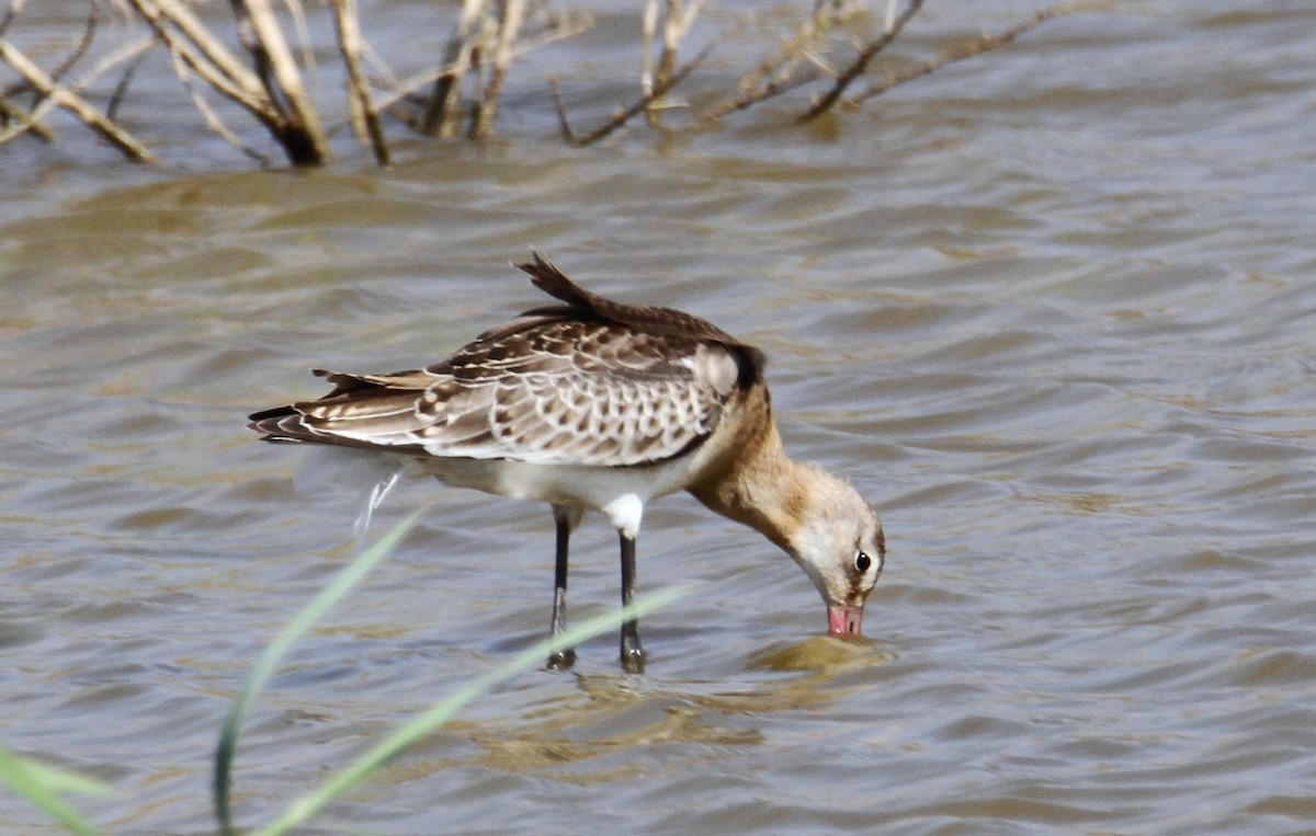 Black-tailed Godwit - ML608719948