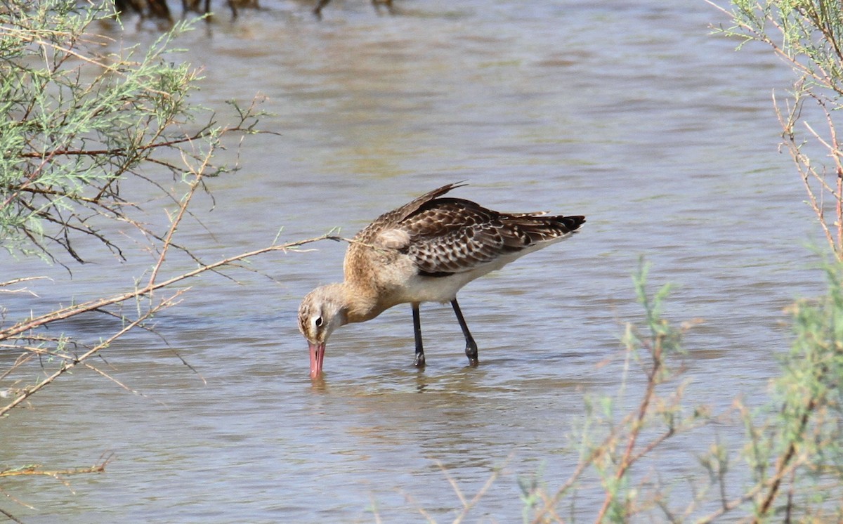 Black-tailed Godwit - ML608719950