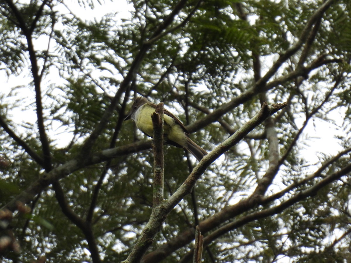 Dusky-capped Flycatcher - ML608720044